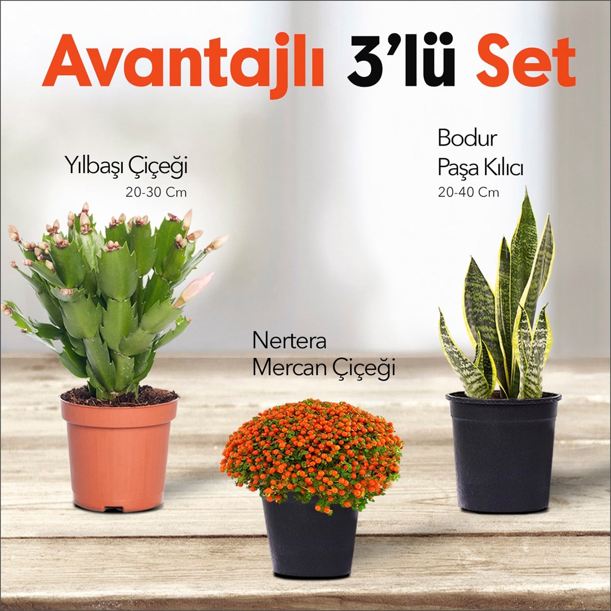  3'lü Avantajlı Set - Nertera - Bodur Paşa Kılıcı - Yılbaşı Çiçeği