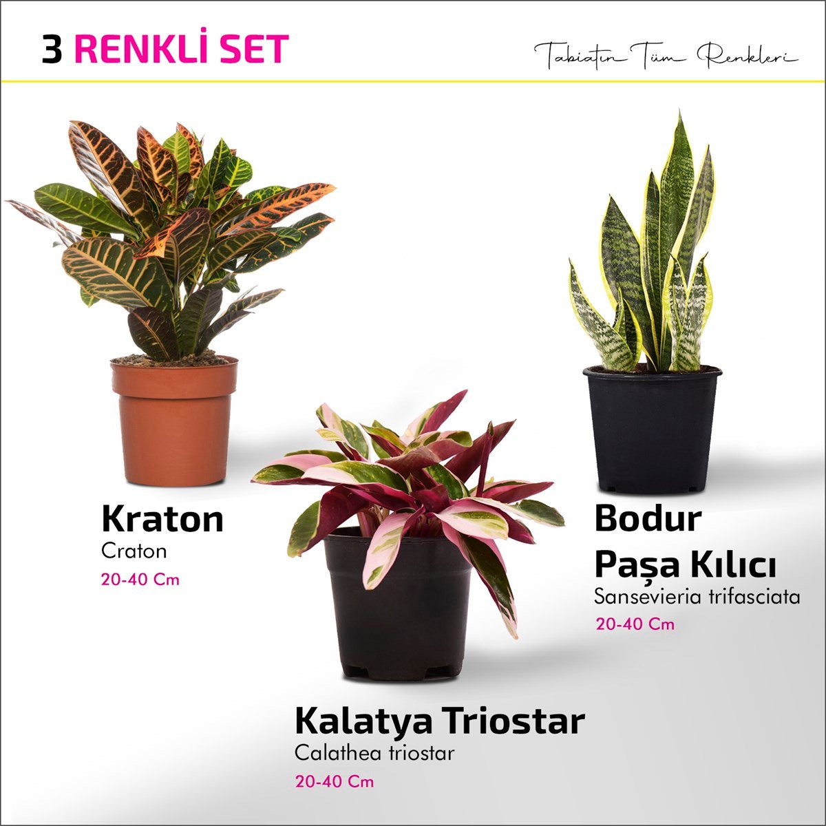 3 Renkli Set - Kalatya Triostar - Bodur Paşa Kılıcı - Kraton