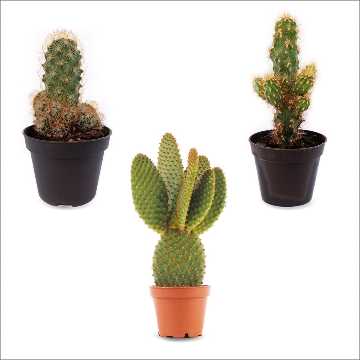 3'lü Kaktüs Set 2 (5,5 Cm)