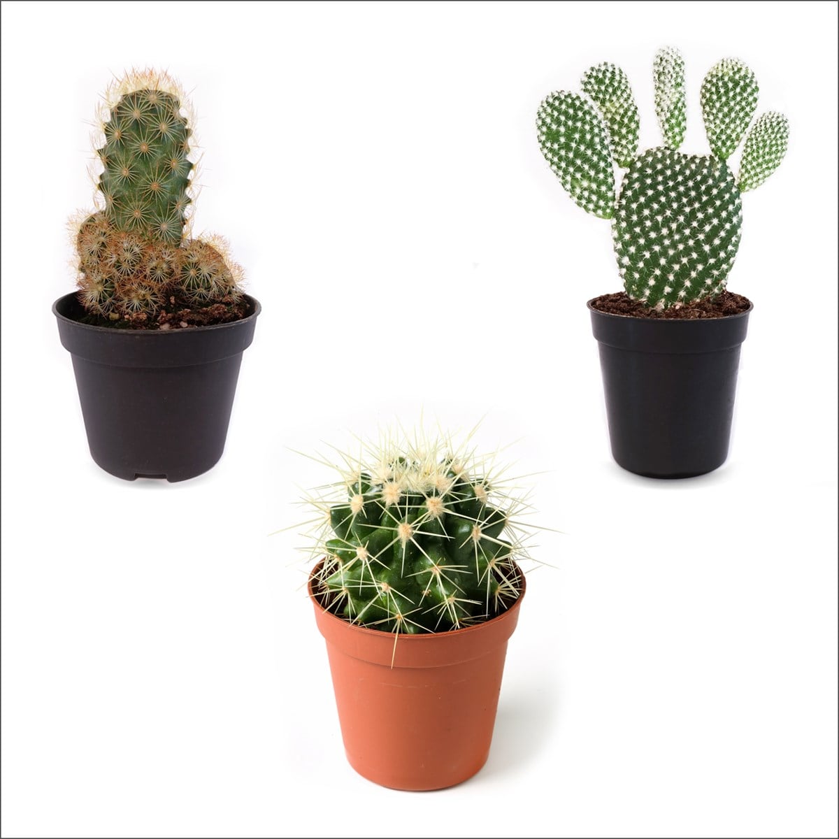 3'lü Kaktüs Set 3 (5,5 Cm)