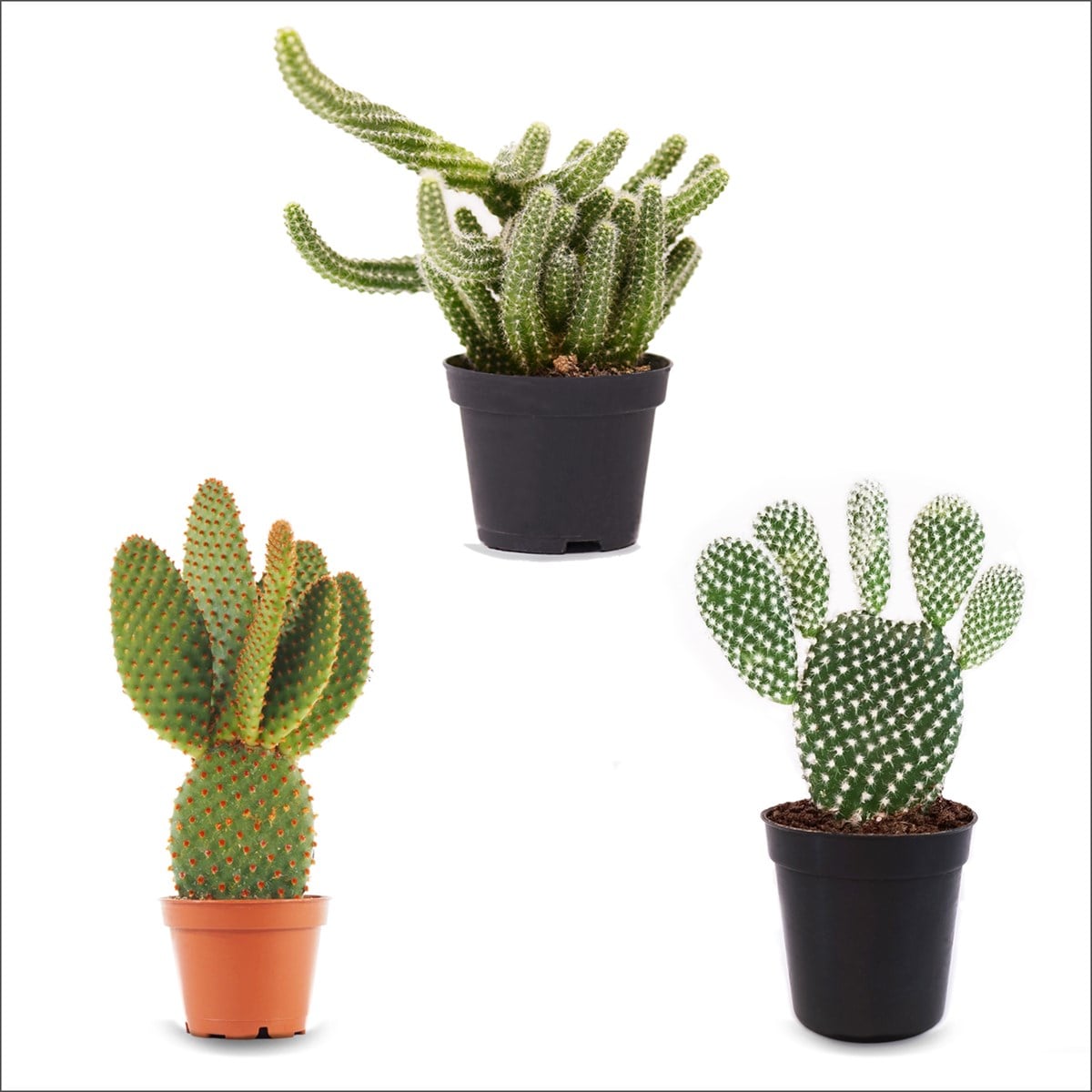 3'lü Kaktüs Set 5 (5,5 Cm)