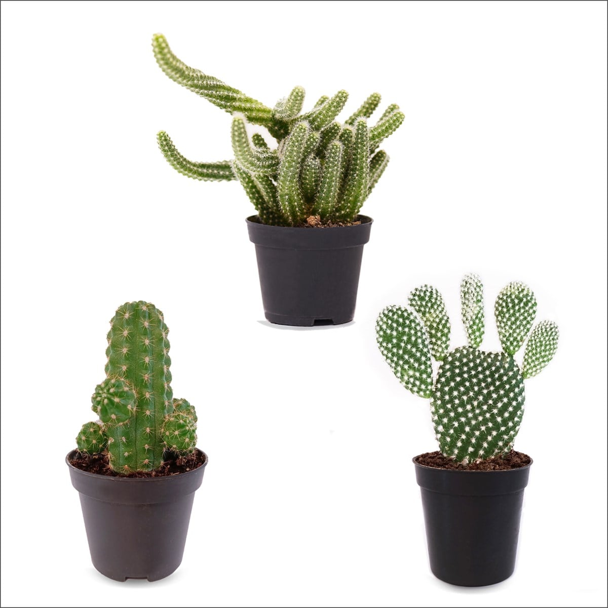 3'lü Kaktüs Set 7 (5,5 Cm)