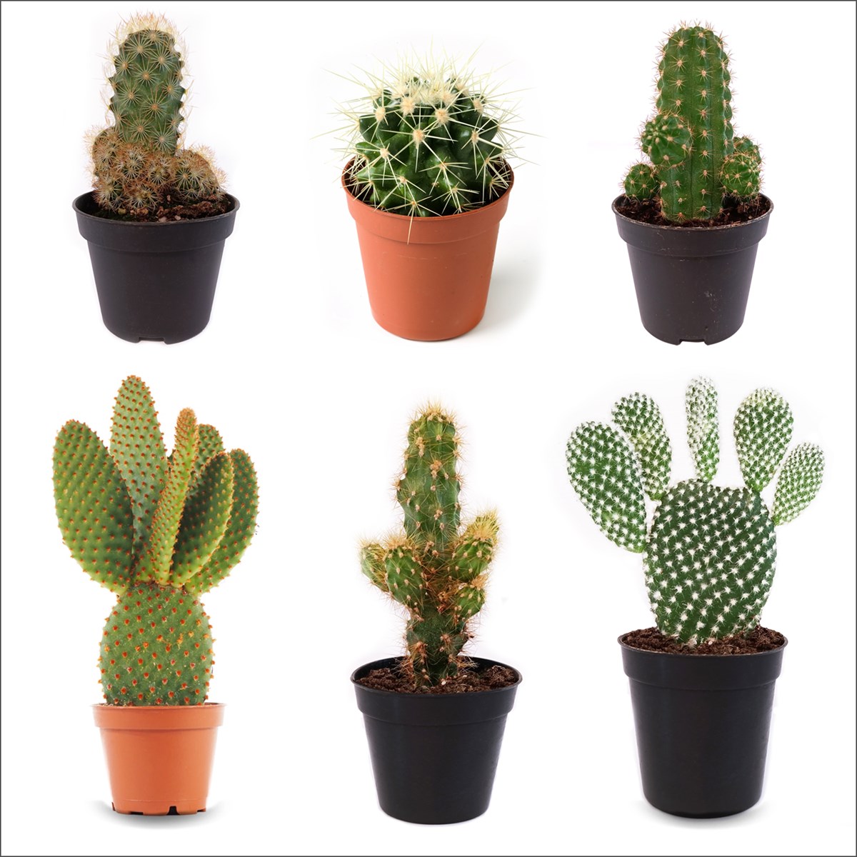 3'lü Kaktüs Set 8 (5,5 Cm)