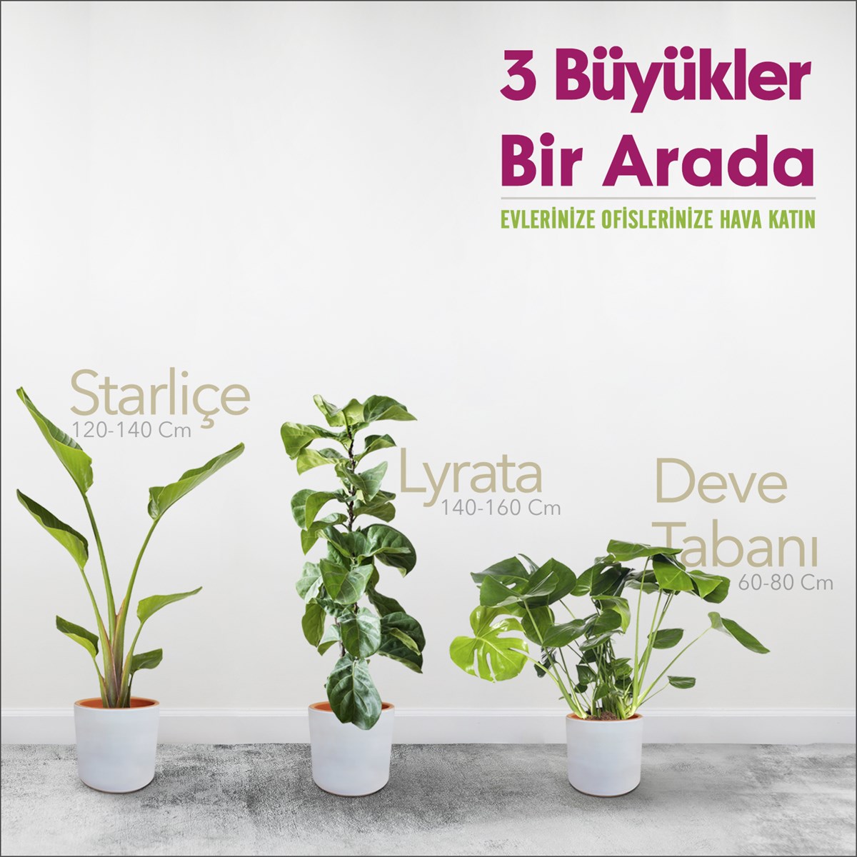 3'lü Set - Starliçe - Deve Tabanı - Lyrata - Ağva Saksılı 