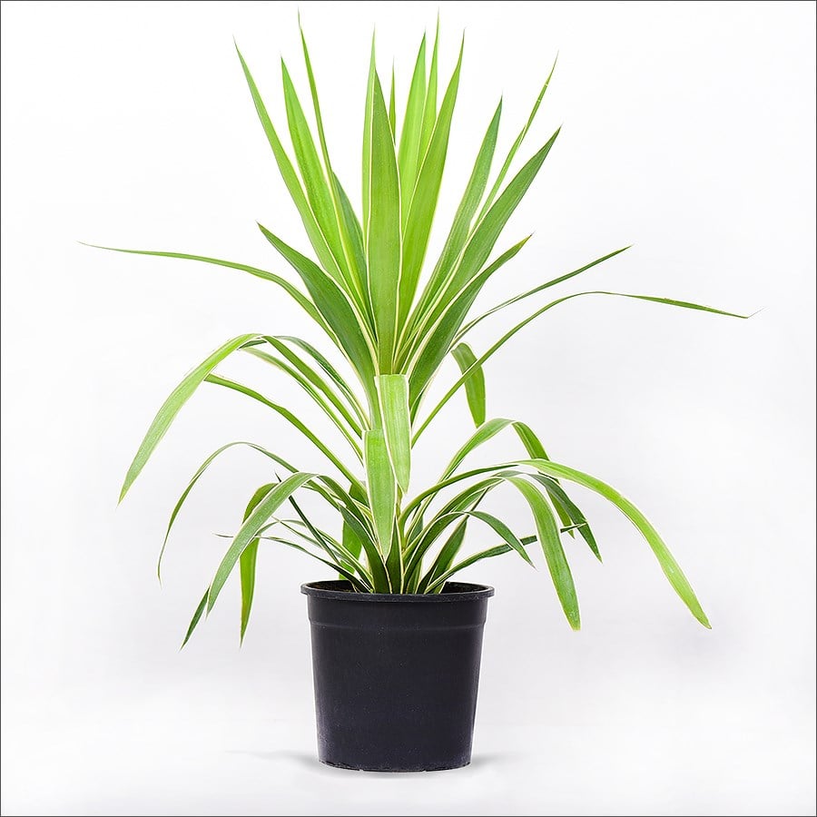 Alacalı Avize Çiçeği (60-80 Cm)