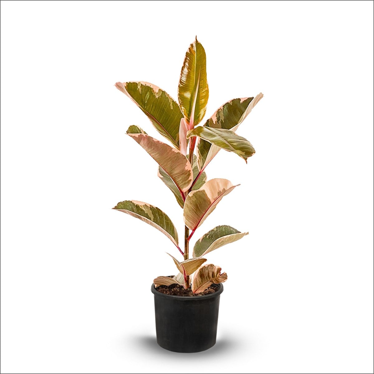 Alacalı Kauçuk Belize - Tek Dal 80-100 Cm)