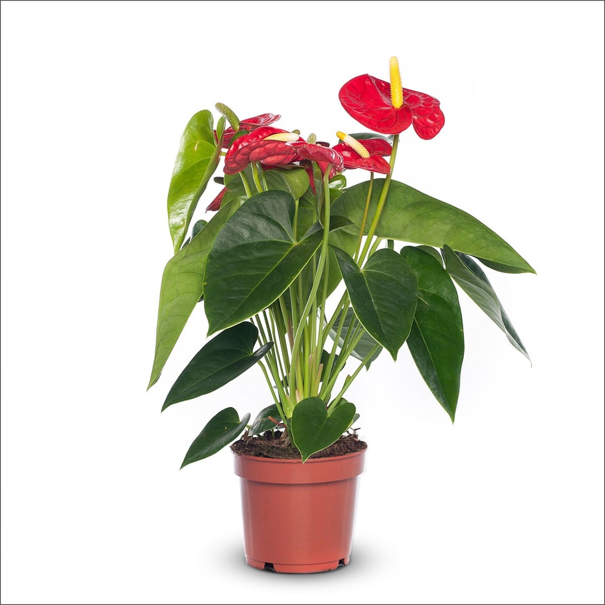 Antoryum Büyük Boy 