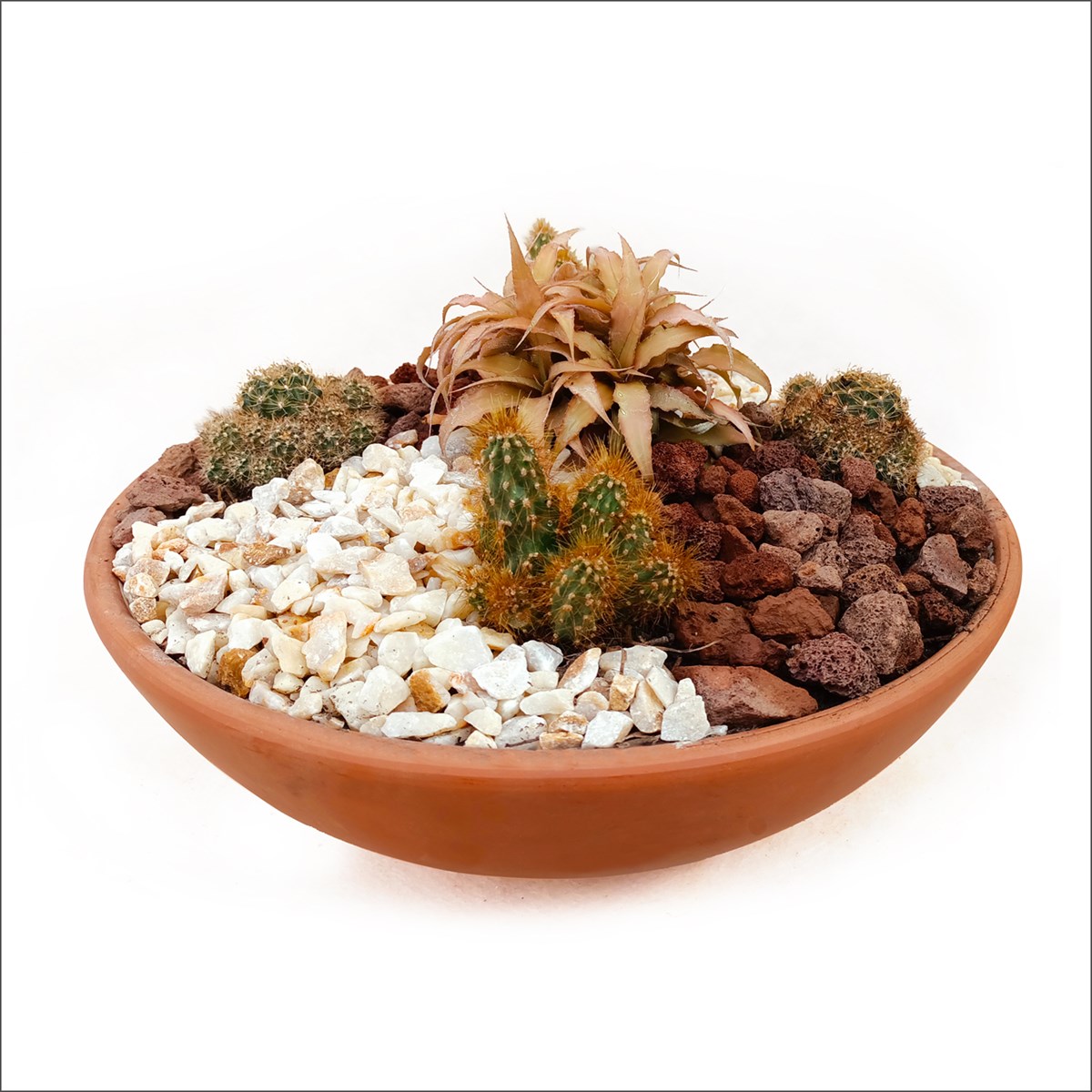 Beton Saksılı Kaktüs Set-6