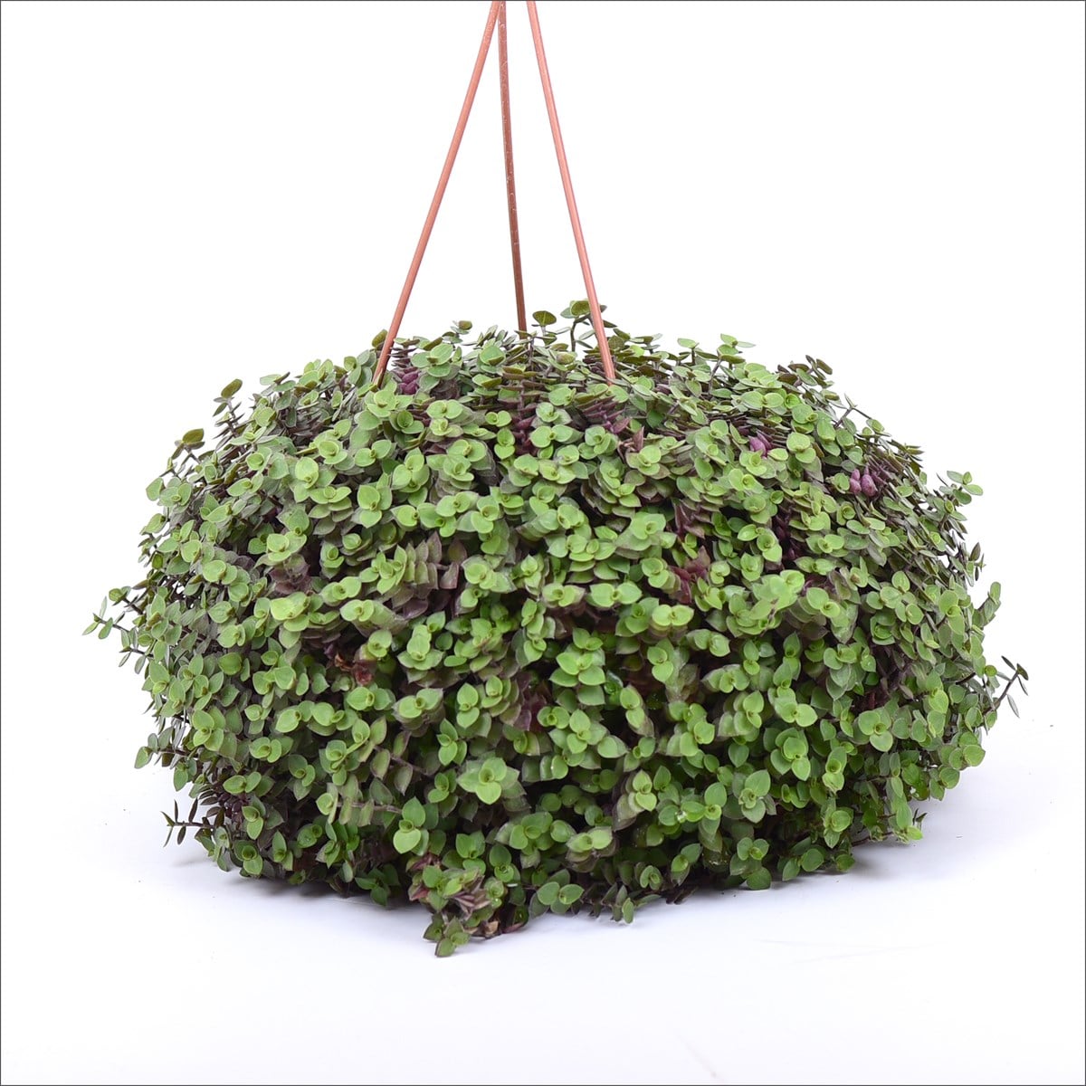 Calissia - turtle Vines  Macrome saksı