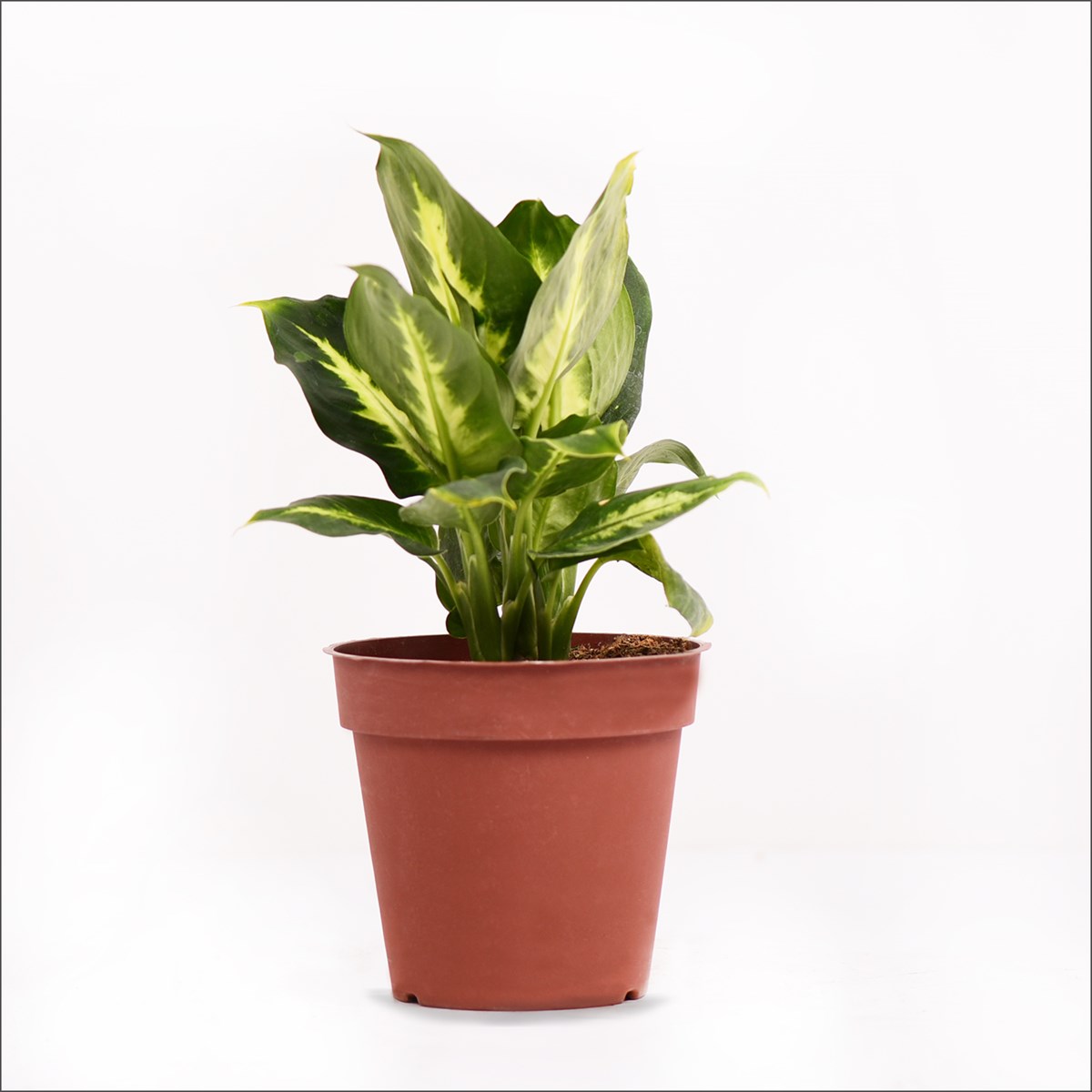 Difenbahya Mix  (30-50 Cm)