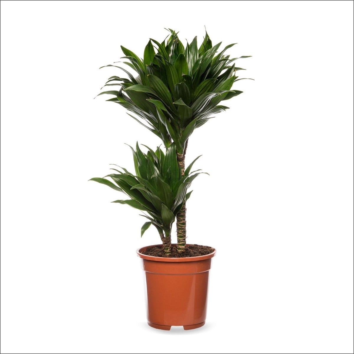Dracena compacta - Dracena fragrans Compacta (80-100 Cm)