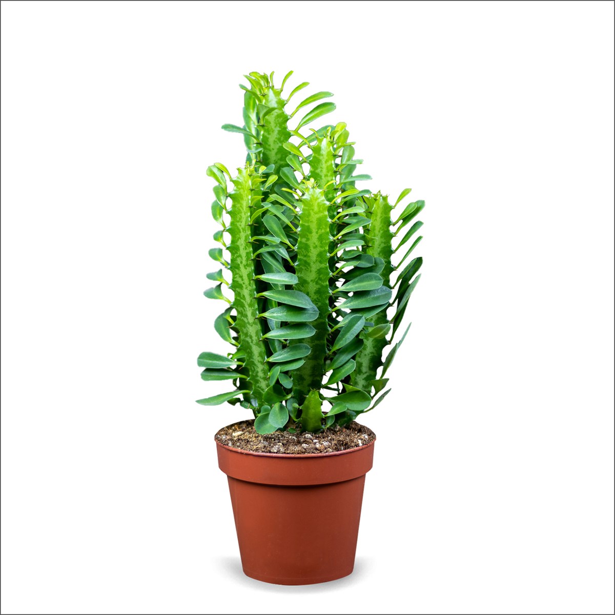 Eforbia - Euphorbia cactus - Afrika Süt Ağacı Kaktüs  (30-40 Cm)