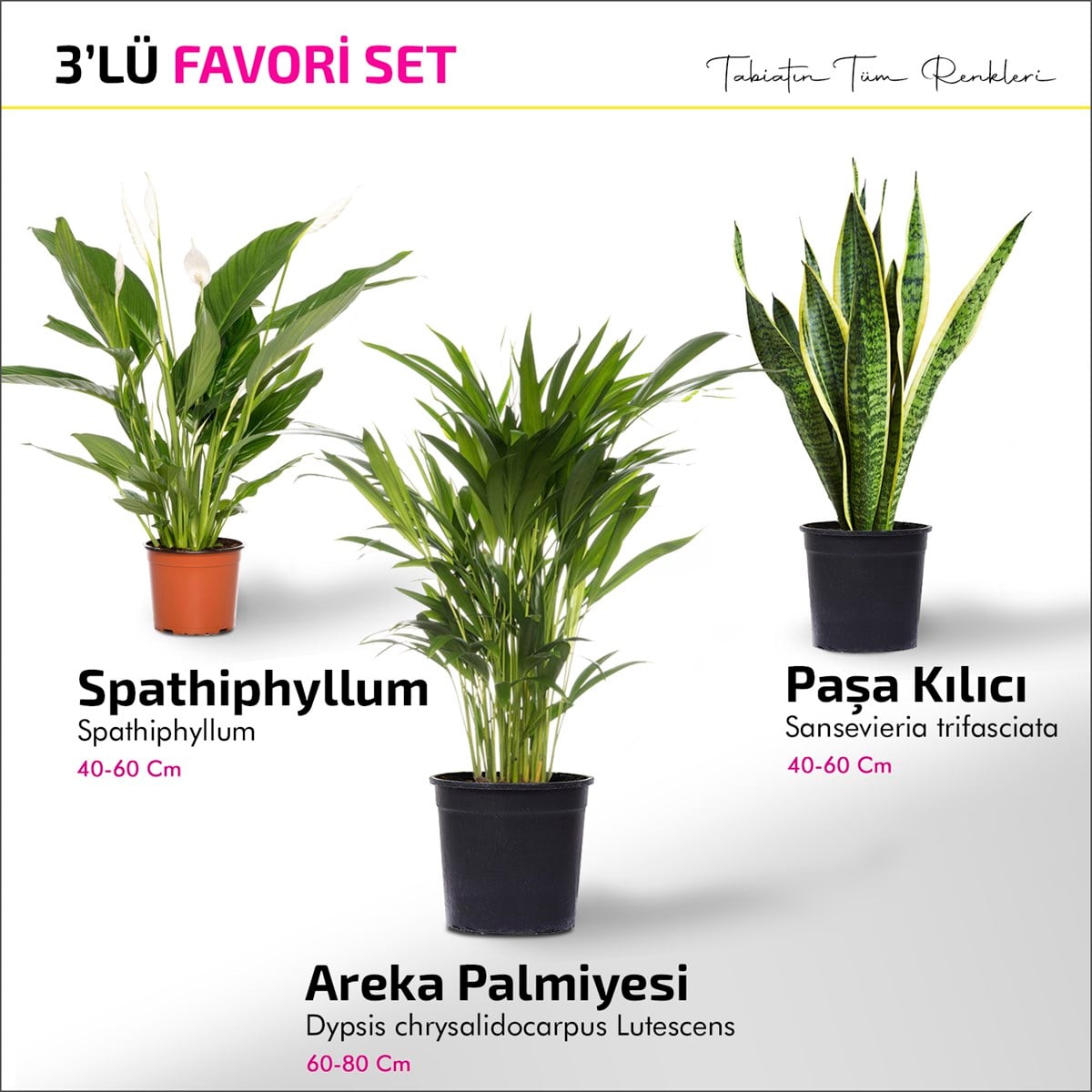 Favori Set - Areka Palmiyesi - Spathiphyllum - Paşa Kılıcı
