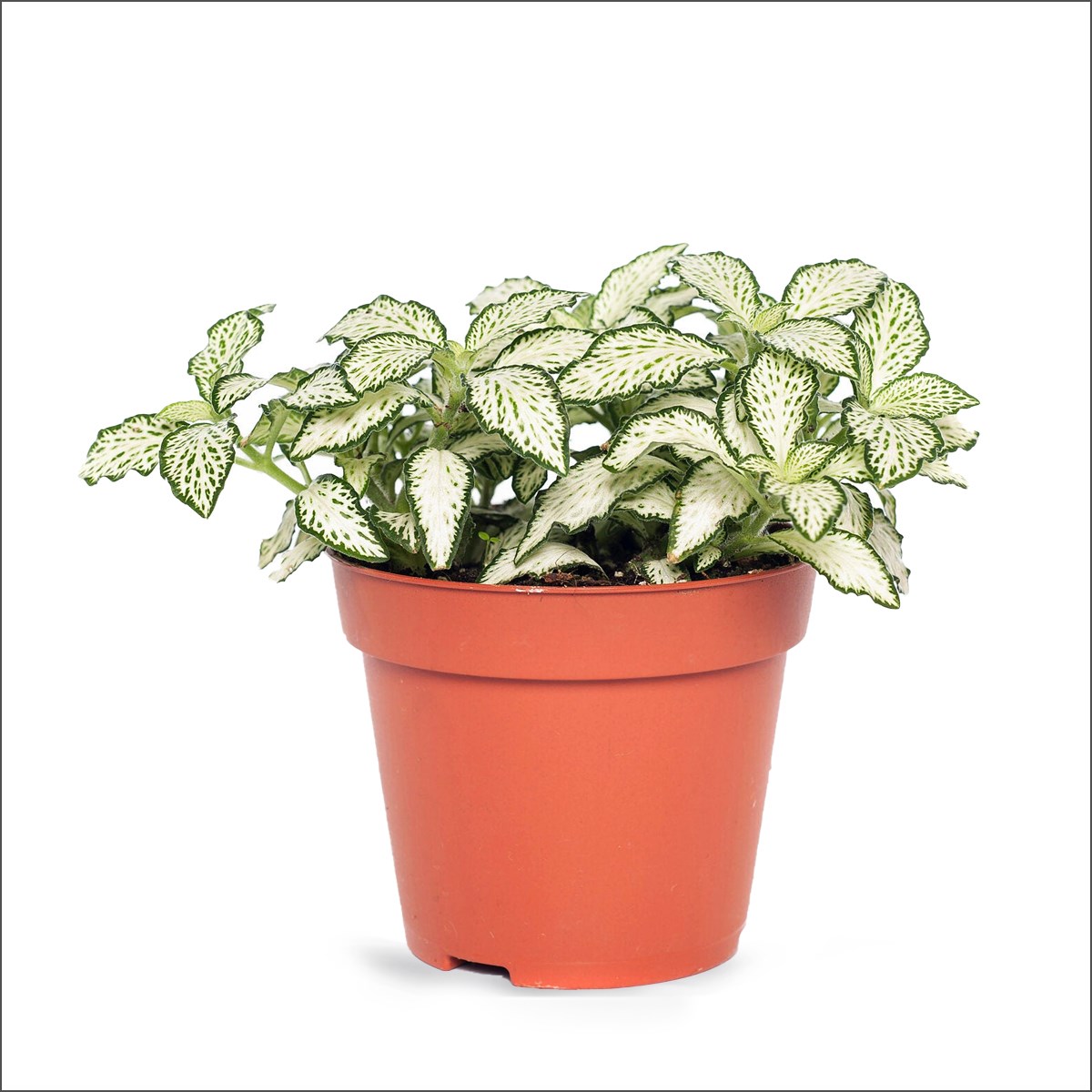 Fitonya - Fittonia 3 Renk