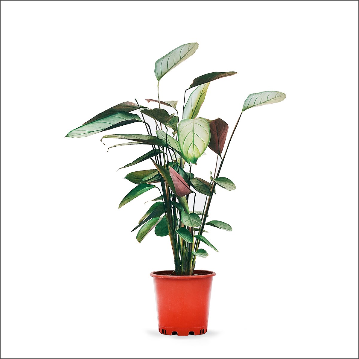 Kalatya ctenanthe - Grey Star - Büyük Boy (60-80 Cm)