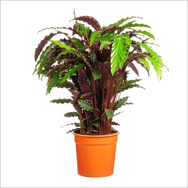 Kalatya Rufibarba (30-40 Cm)