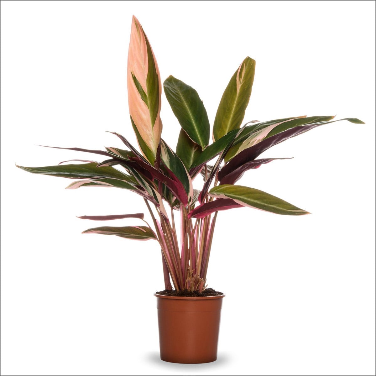 Kalatya Triostar (40-50 Cm) - Dua Çiçeği - Calathea triostar 