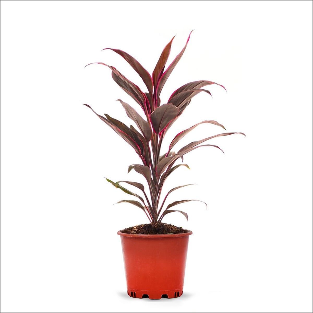 Kordilin Tango (40-60 Cm)