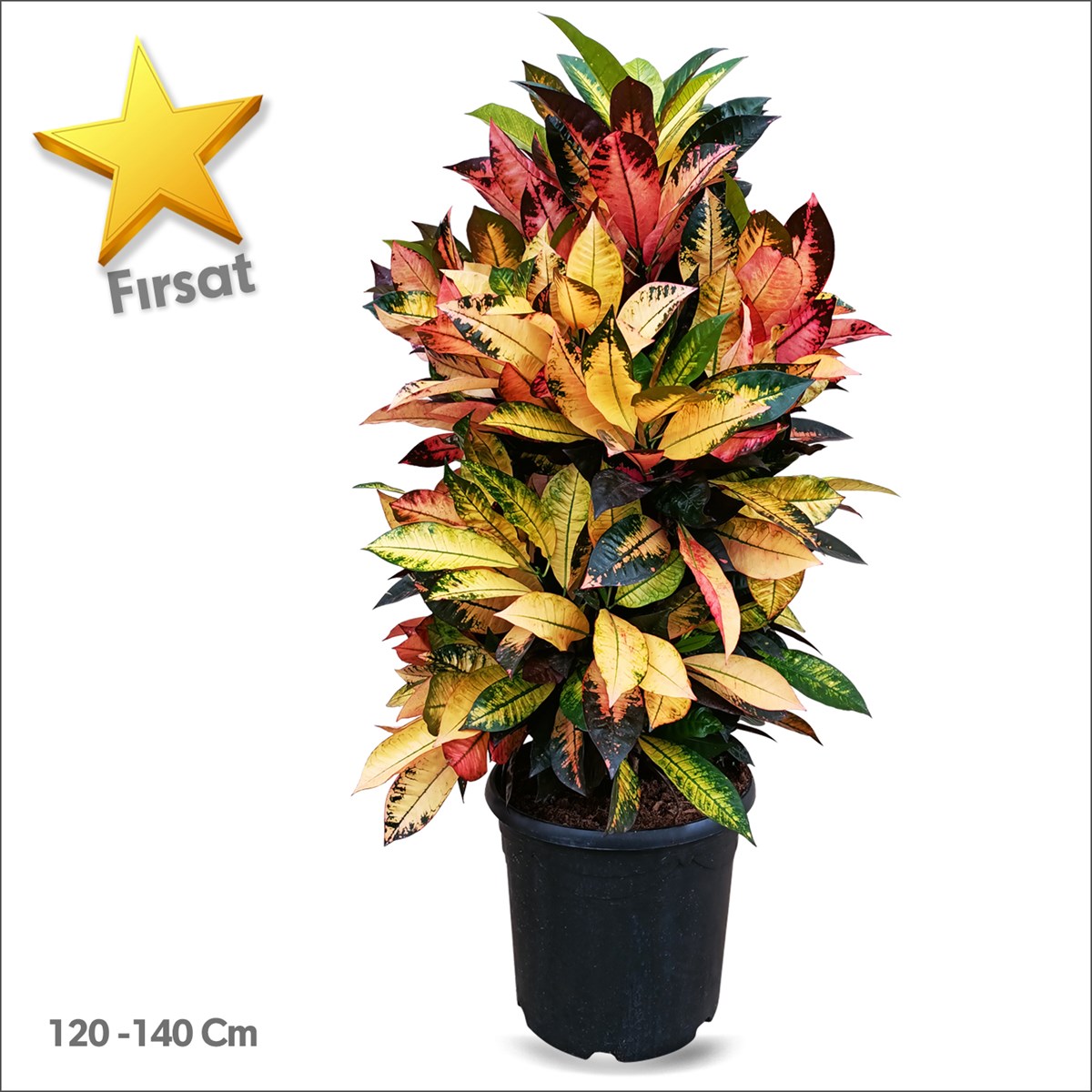 Kroton Anaç (120-140 Cm) - Croton variegatum 'Iceton'