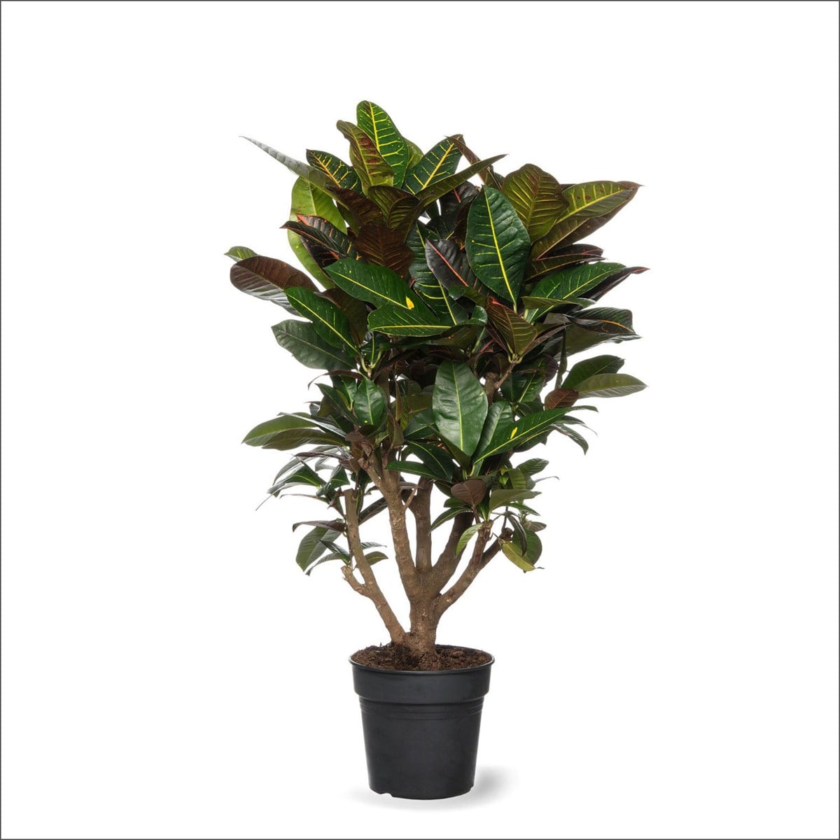 Kroton Anaç (70-80 Cm) - Croton codiaeum
