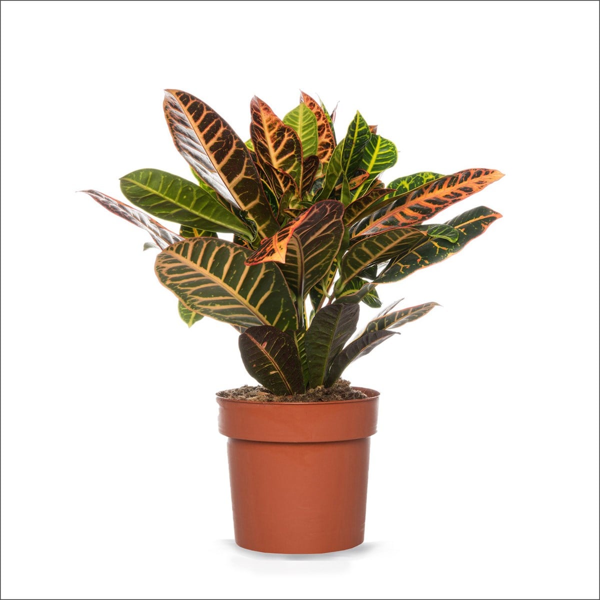 Kroton Bitkisi (20-40 Cm)