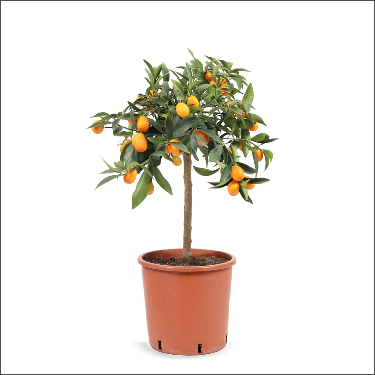 Kumkuat Ağacı Bitkisi (60-70 Cm) - Citrus Tree