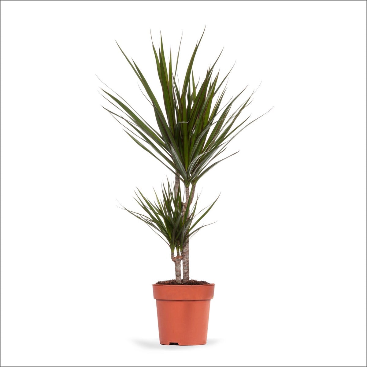 Madagaskar Dragon Ağacı - 2 Gövdeli (60-80 Cm)