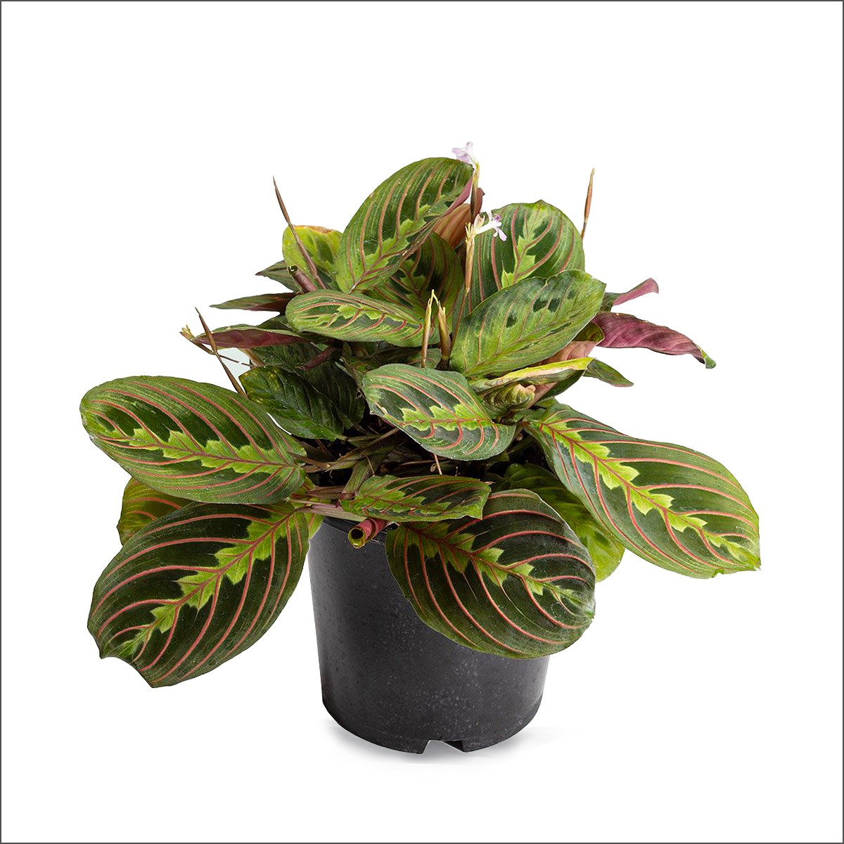 Maranta Dua Çiçeği (20-40 Cm)