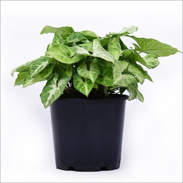 Melek Kanadı (20-40 Cm)