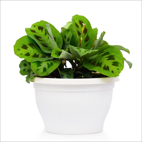 Mini Kalatya Freddie (12-15 Cm)