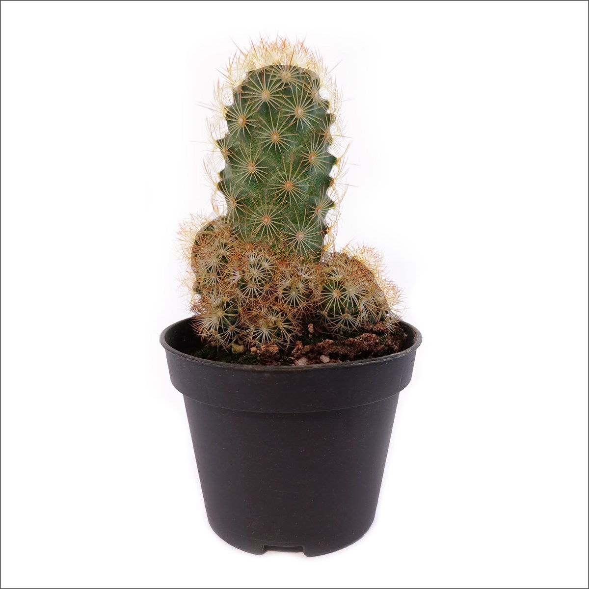 Mini Kızıl Kaktüs- Mammilleria Eloganta (5.5 Cm)