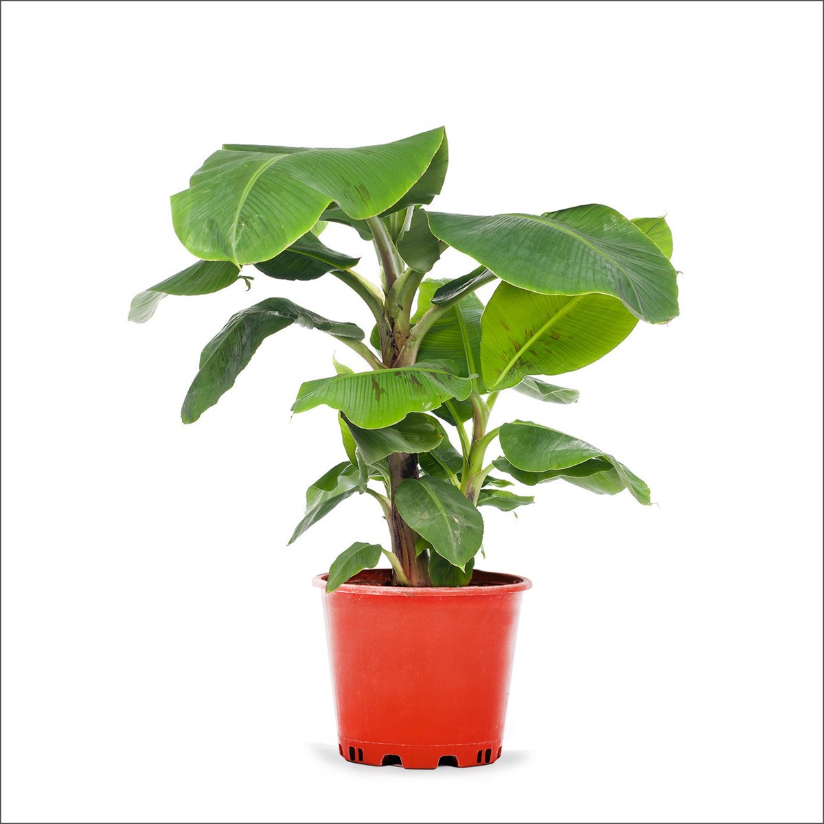 Muz Ağacı (40-60 Cm)