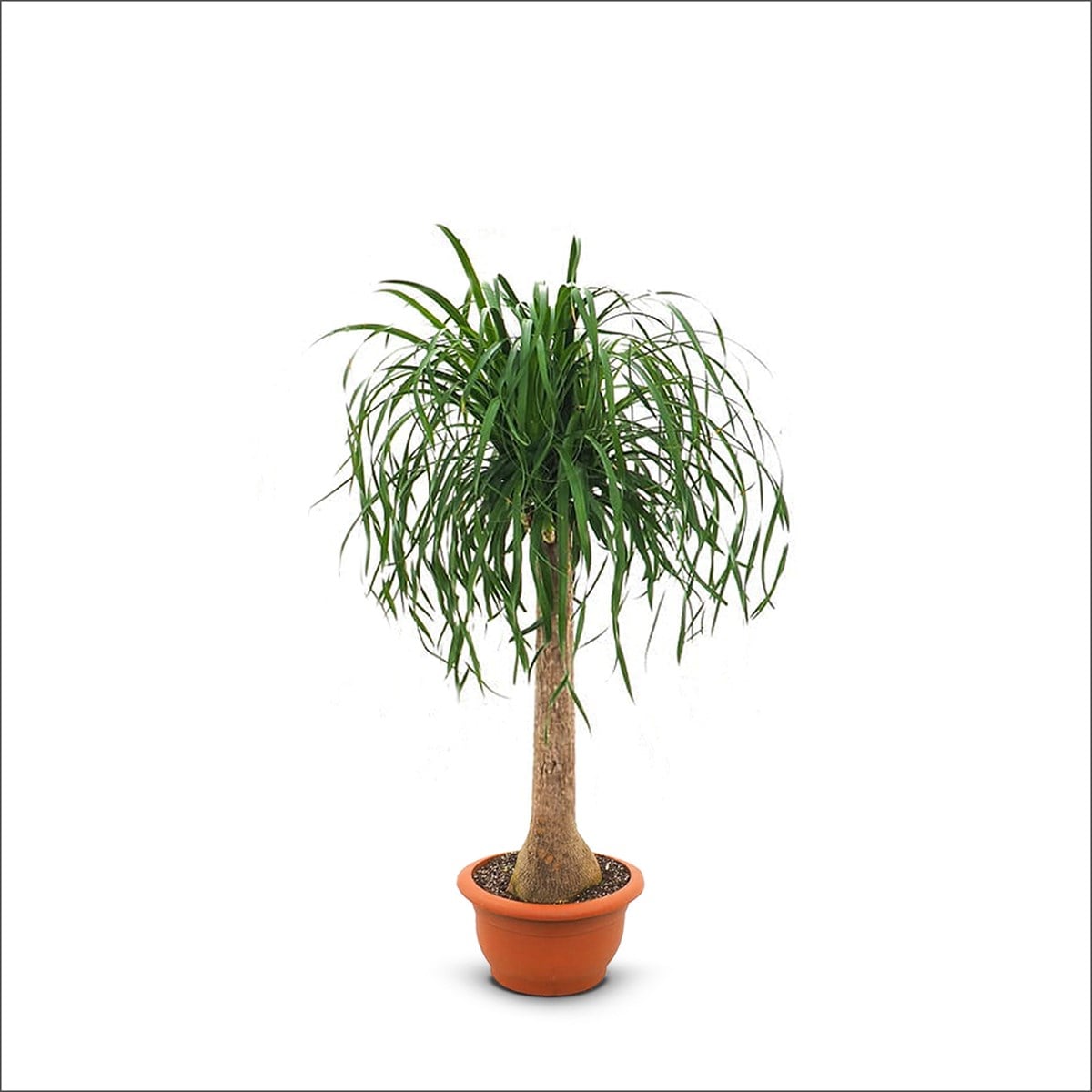 Nolina Beaucarnea recurvata - Fil Ayağı (40 Cm)