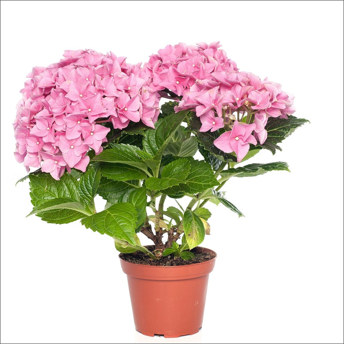 Ortanca -  Hydrangea macrophylla (4 Litre Büyük Boy)