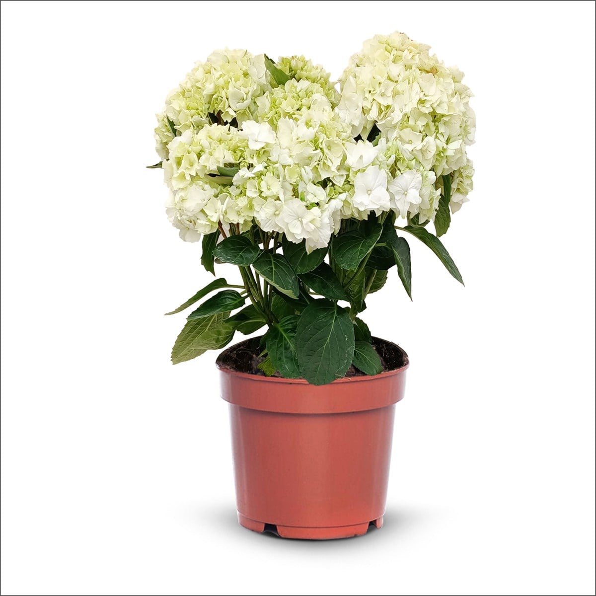 Ortanca -  Hydrangea macrophylla (4 Litre Büyük Boy)