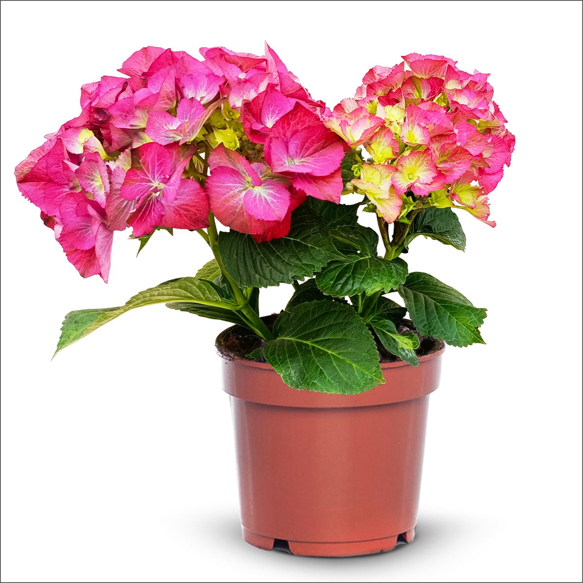 Ortanca -  Hydrangea macrophylla (4 Litre Büyük Boy)