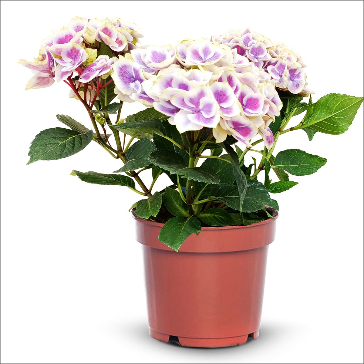 Ortanca -  Hydrangea macrophylla (4 Litre Büyük Boy)