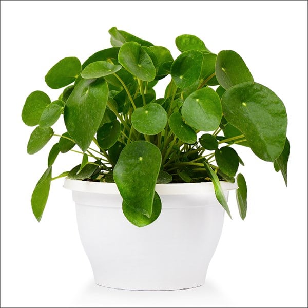 Para Çiçeği (Macrome)