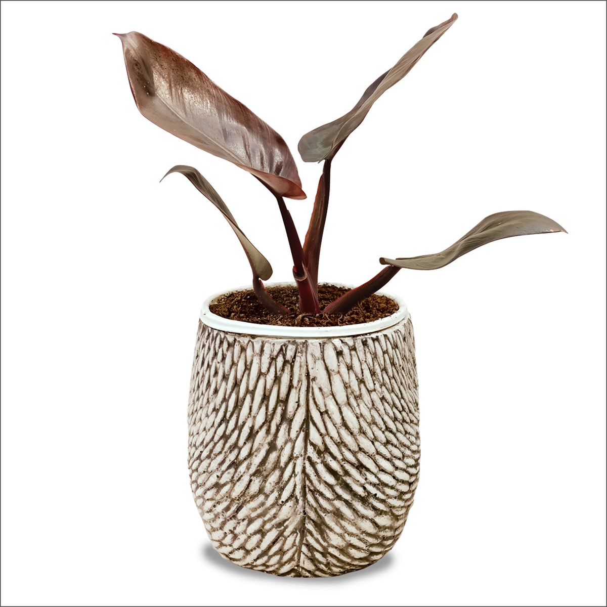 Philodendron rojo Congo (Beton Saksılı)