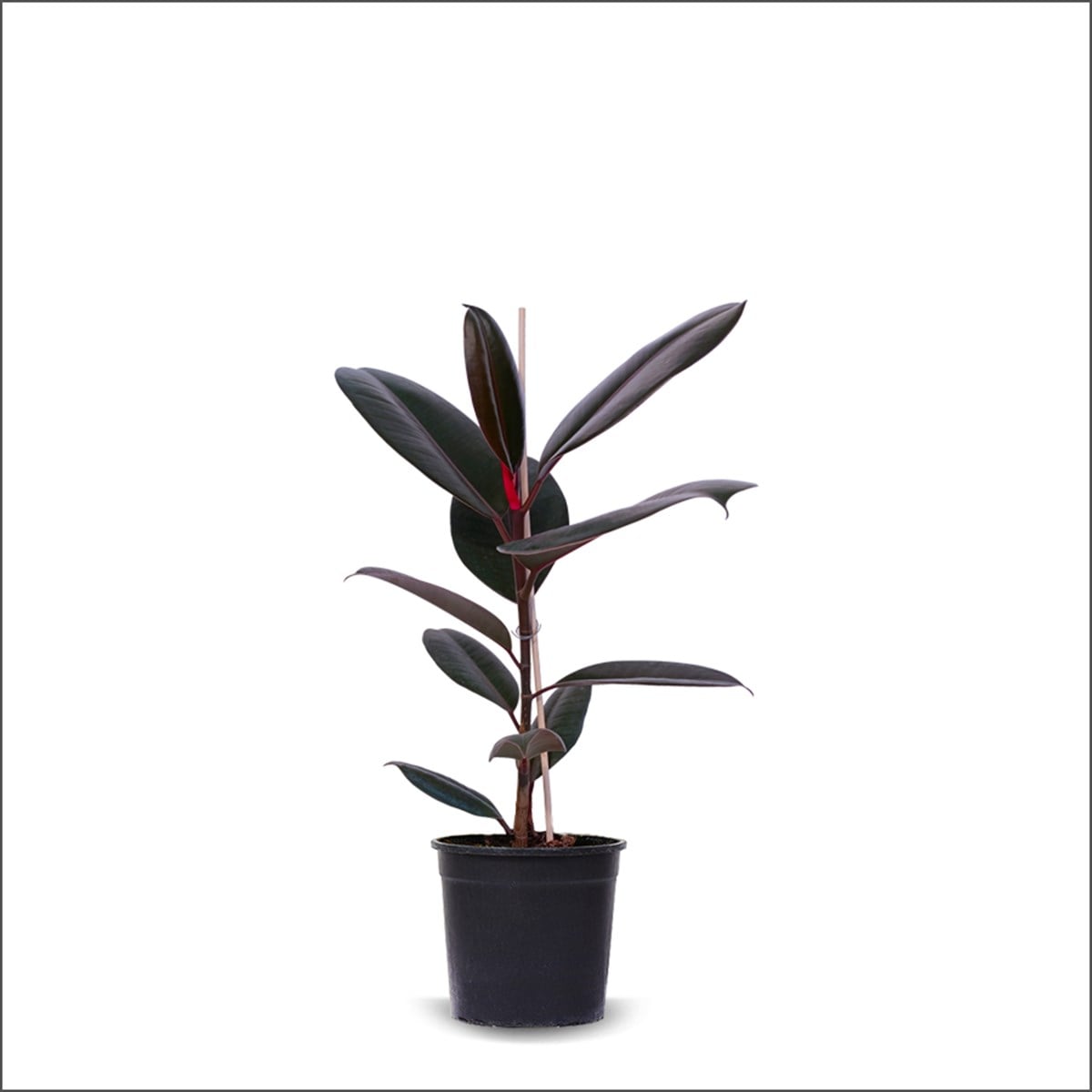 Red Kauçuk - Ficus Elastica Red (40 - 60 Cm)