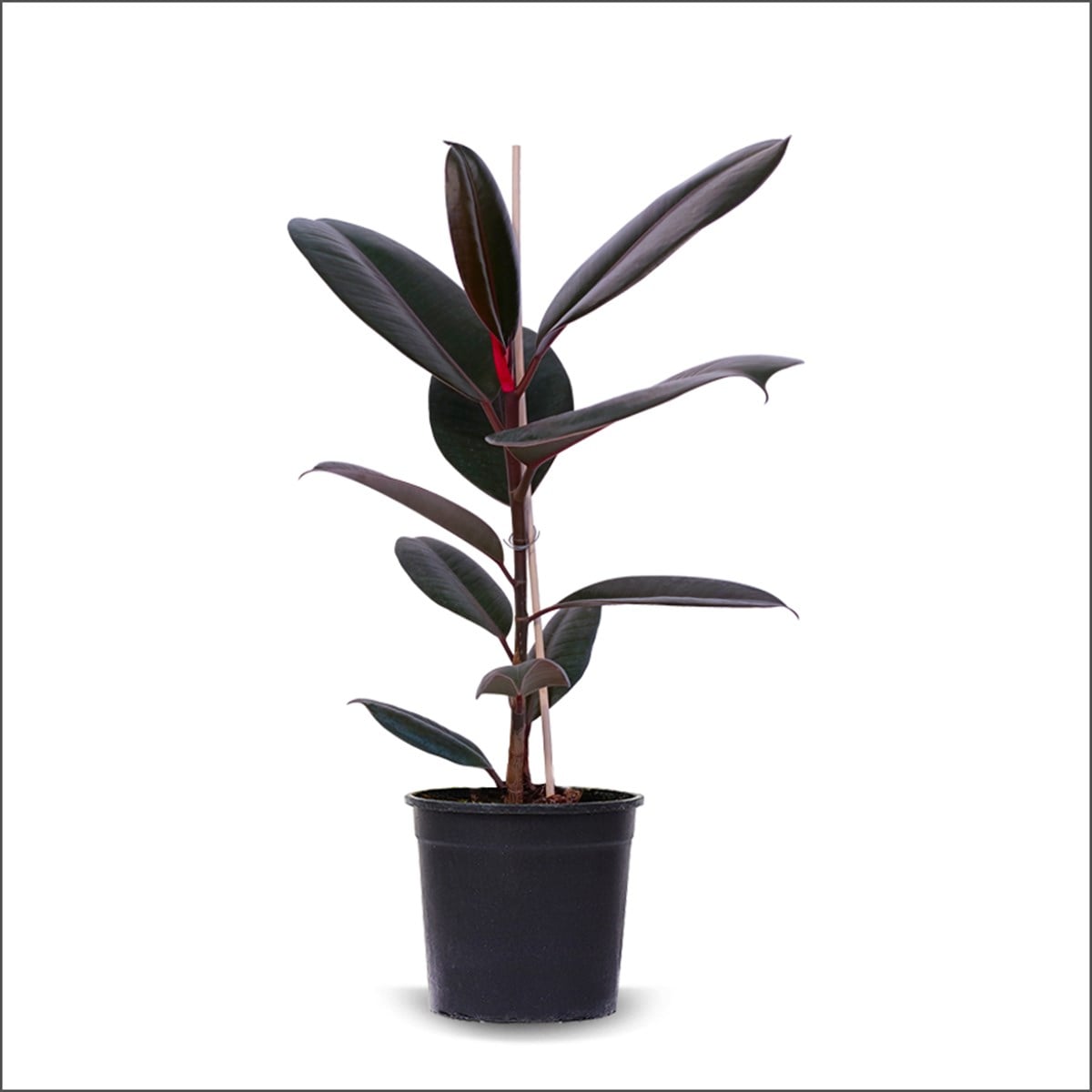 Red Kauçuk - Ficus Elastica Red (80 - 100 Cm)
