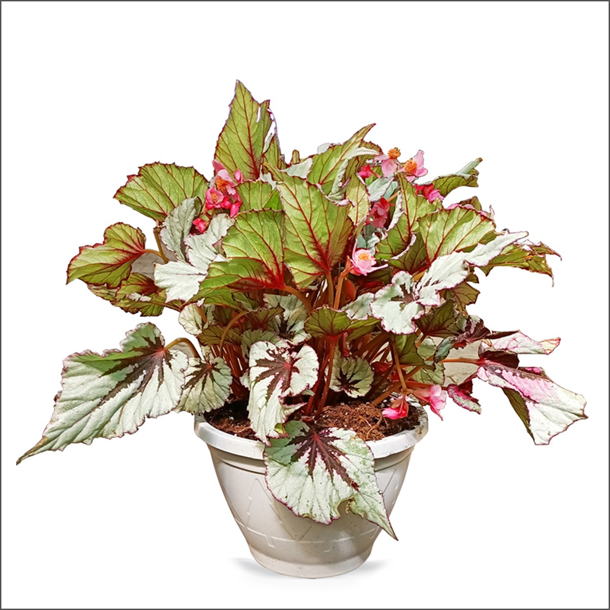 Rex Begonya - Begonia rex Cultorium (Macrome Saksı)