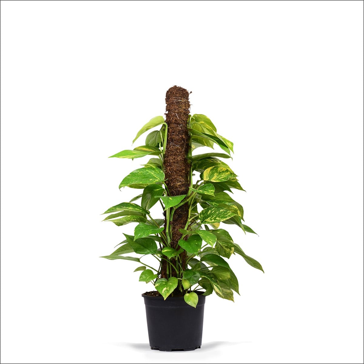 Salon Sarmaşığı (40-60 Cm)