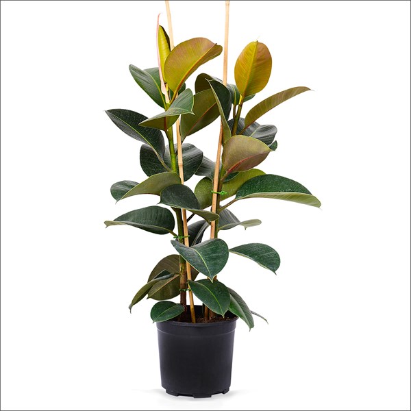 Siyah Kauçuk (80 - 100 Cm)