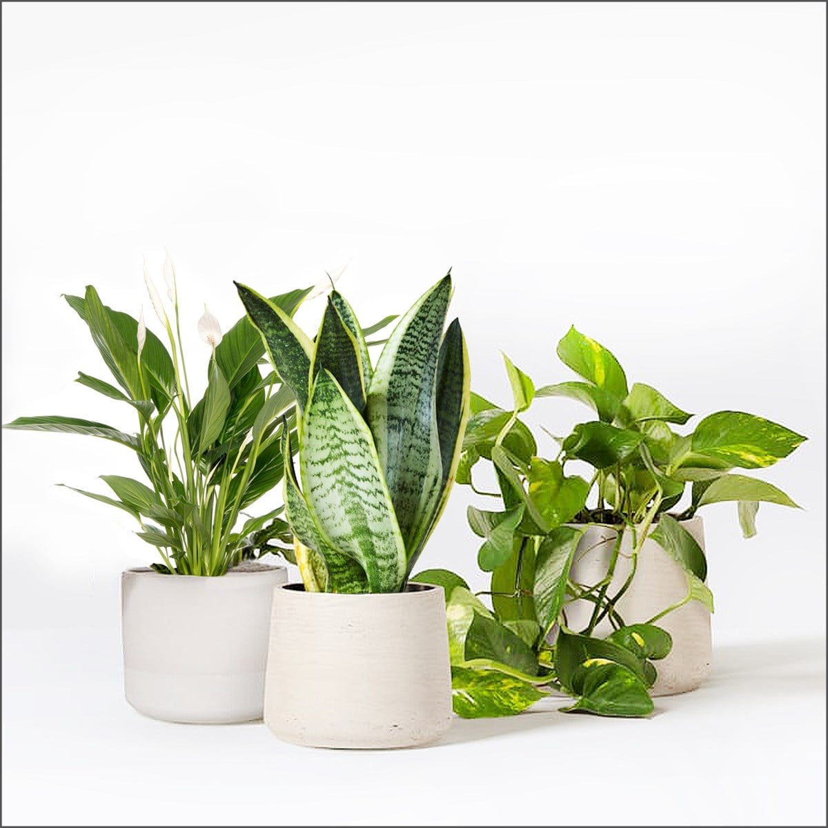 Spathipylum - Bodur Paşa Kılıcı - Pothos Set