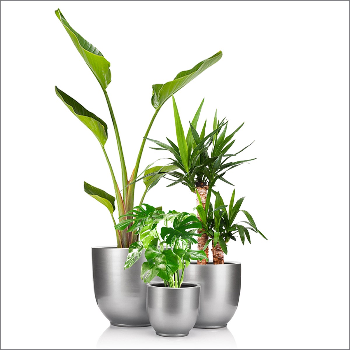 TOPRAK GÜMÜŞ SAKSI