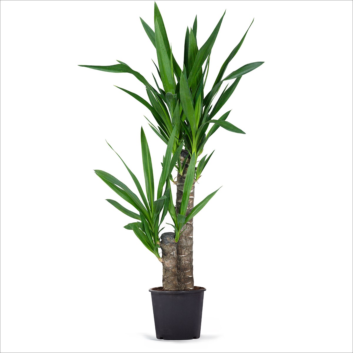 Yucca 2'li (140-160 Cm)