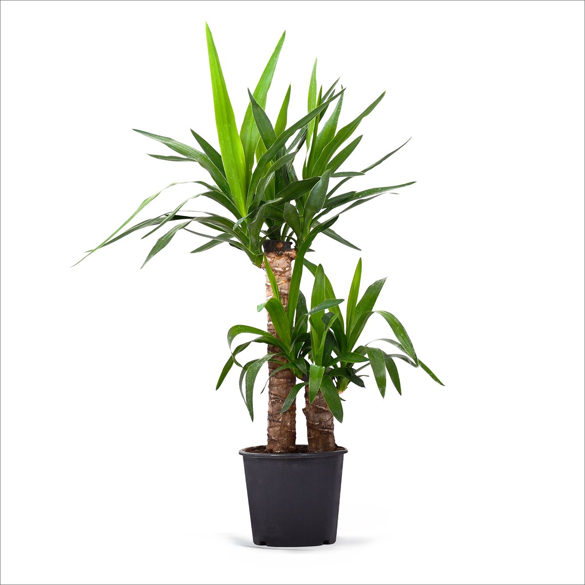 Yucca 2'li (80-110 Cm)