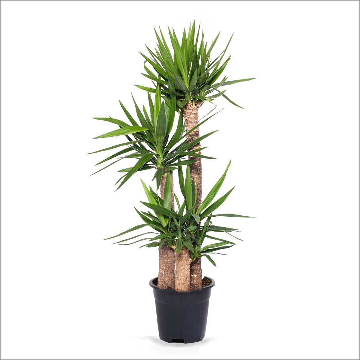 Yucca 3'lü (80-110 Cm)