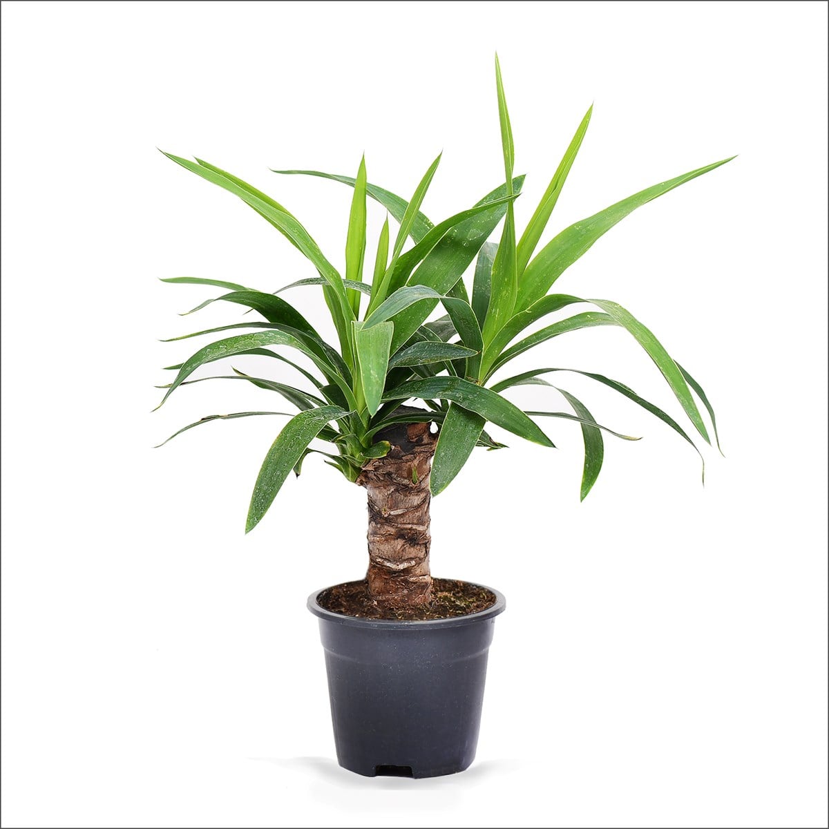 Yucca TEKLİ (20-40 Cm)
